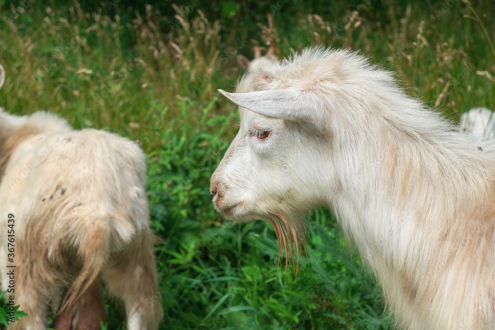 Cute white goat (goat face) close-up against the background of green grass and other goats in the herd in the pasture. Cute white goat (goat face) close-up against the background of green grass and other goats in the herd in the pasture.