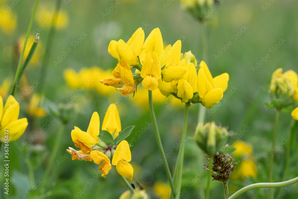 Fototapeta premium yellow flowers in spring