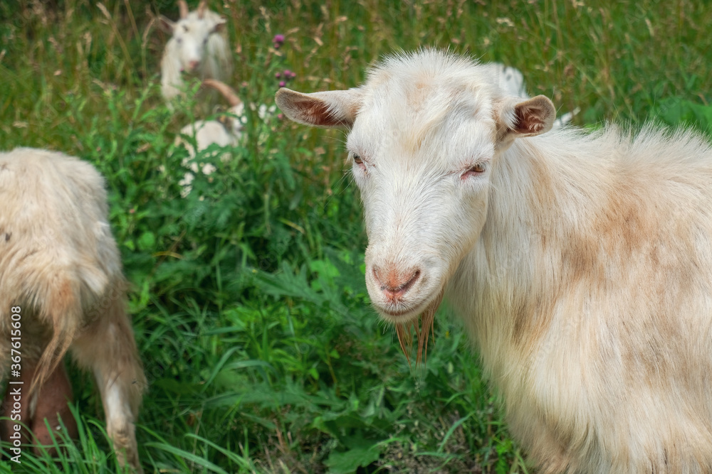 Cute white goat (goat face) close-up against the background of green grass and other goats in the herd in the pasture. Cute white goat (goat face) close-up against the background of green grass and other goats in the herd in the pasture.