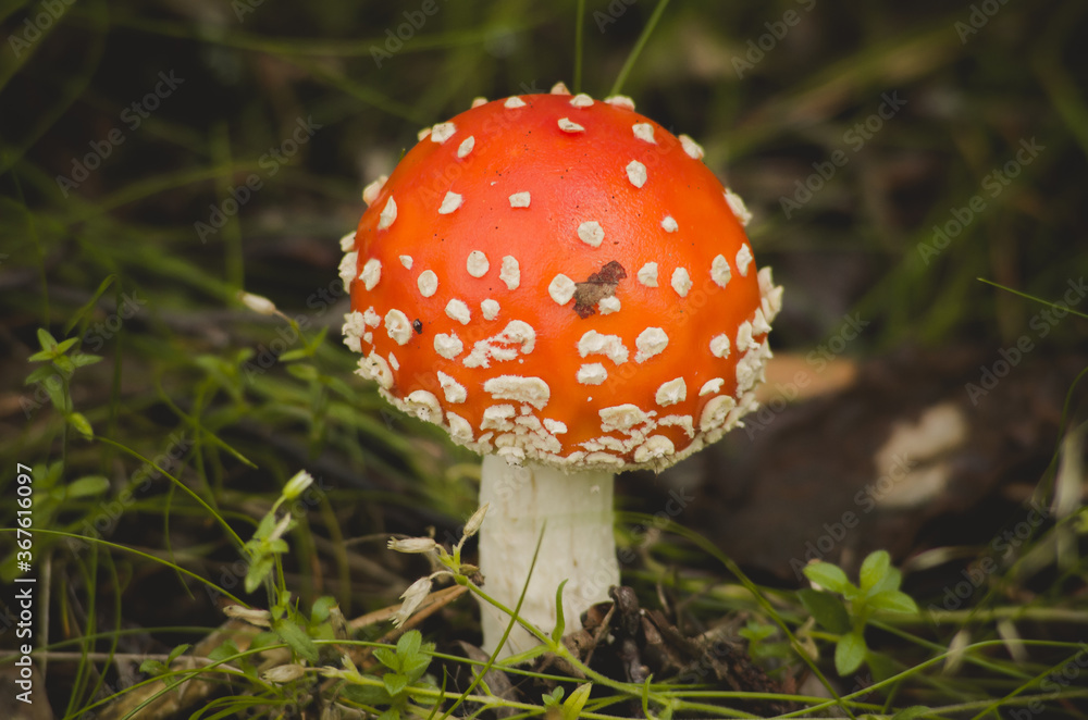 Poisonous inedible toxic mushroom fly agaric in the natural environment, autumn forest, green moss, grass, dead leaves, tinting Poisonous inedible toxic mushroom fly agaric in the natural environment, autumn forest, green moss, grass, dead leaves, tinting
