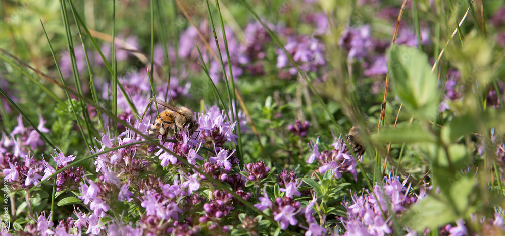 Obraz premium Aromatic medicinal and culinary thyme close-up.