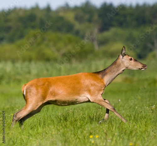  Jeleń szlachetny,łania (Cervus elaphus)