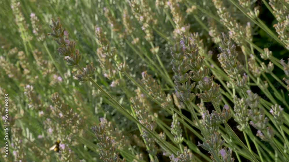 Close up of Lavender flowers in bloom.
Close up of Lavender flowers in bloom.