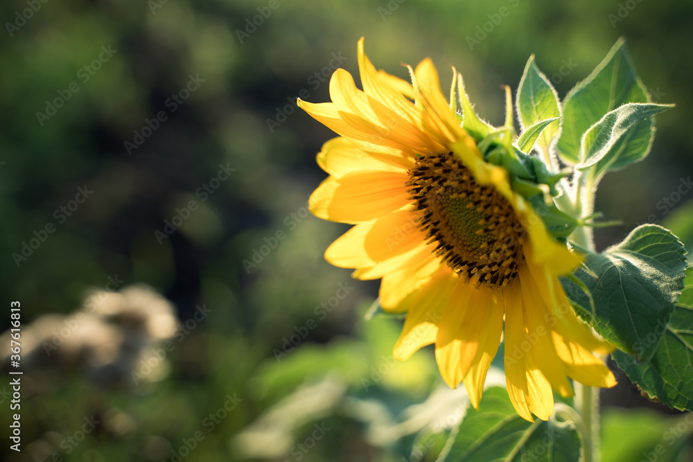 Sunflower on the background of greenery in the sun. Agricultural culture, summer background. The concept of agriculture and the beauty of nature. Sunflower on the background of greenery in the sun. Agricultural culture, summer background. The concept of agriculture and the beauty of nature.