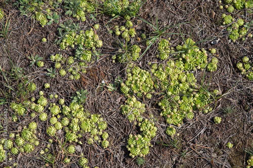 Stone roses grow in the forest on dry sand among the moss. Stone roses grow in the forest on dry sand among the moss.