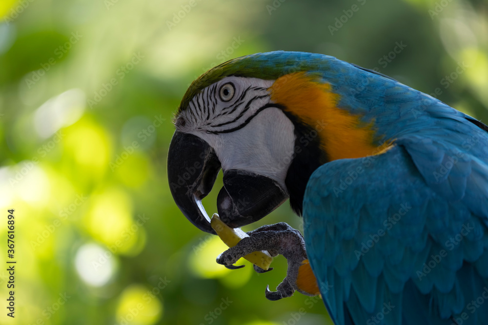 blue and yellow macaw eating fresh fruit blue and yellow macaw eating fresh fruit