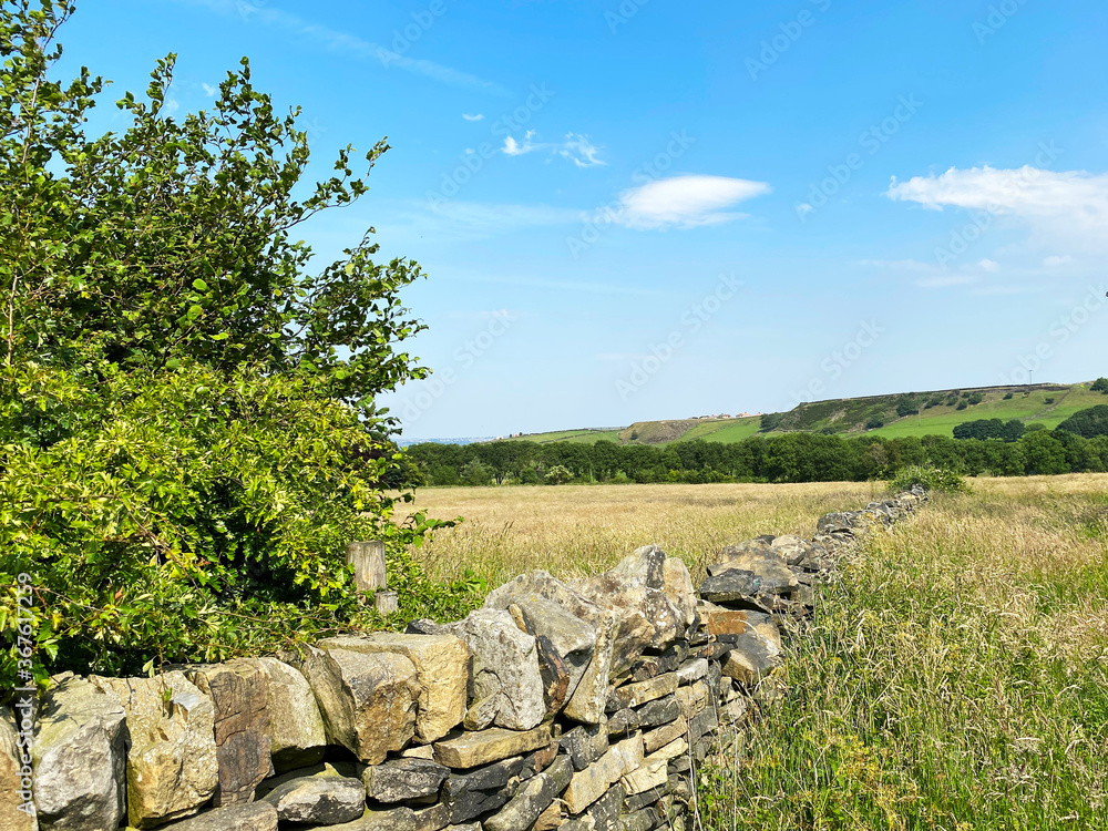 Corner of a hayfield, with a tree by a dry stone wall, long grasses and hills in the distance near, Bradford, Yorkshire, UK