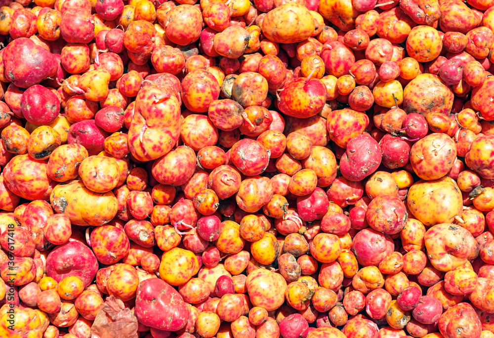 Olluco (Ullucus tuberosus) melloco or papa lisa, tuber from the Andes