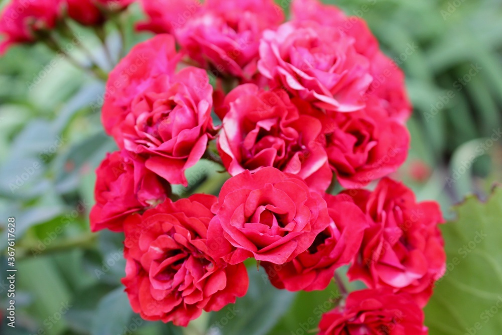 Beautiful Romantic wild coral red roses with love in the garden