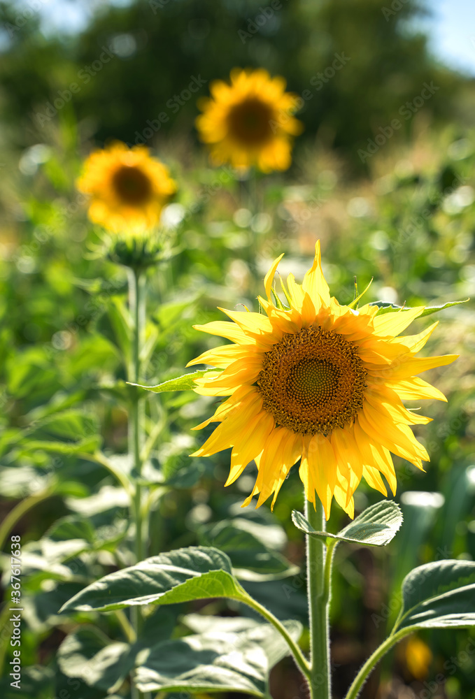 Sunflowers on a green background in the sun. Agricultural culture, summer background. The concept of agriculture and the beauty of nature. Sunflowers on a green background in the sun. Agricultural culture, summer background. The concept of agriculture and the beauty of nature.
