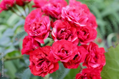 Beautiful Romantic wild coral red roses with love in the garden