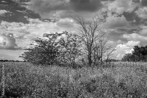 Black and white tree in the field