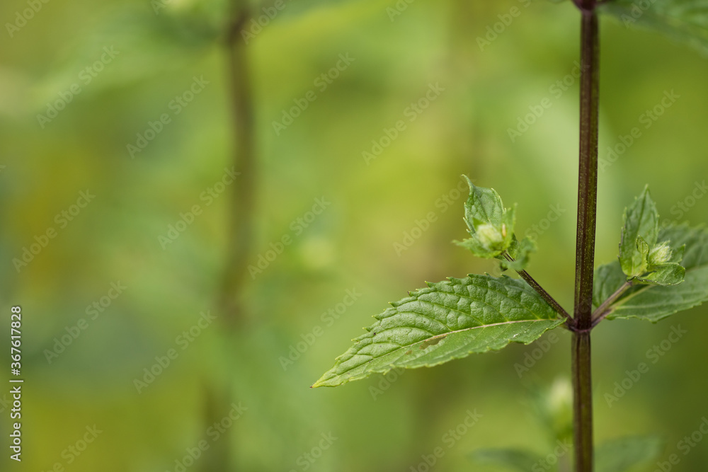 Close up of a mint leaf on a soft green background.