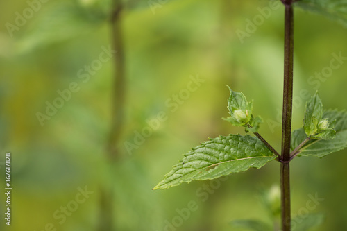 Close up of a mint leaf on a soft green background.