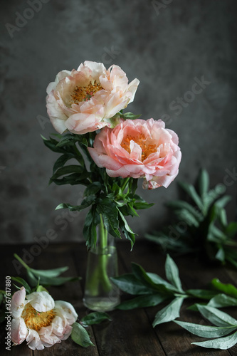 Buds of fluffy pink peonies. Drops of dew on the petals.