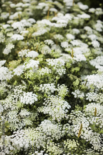 Flower beds on the farm. Ammi daukus karota.