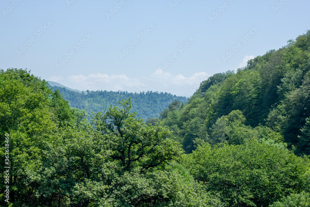 forest in the mountains, mountain landscape with trees