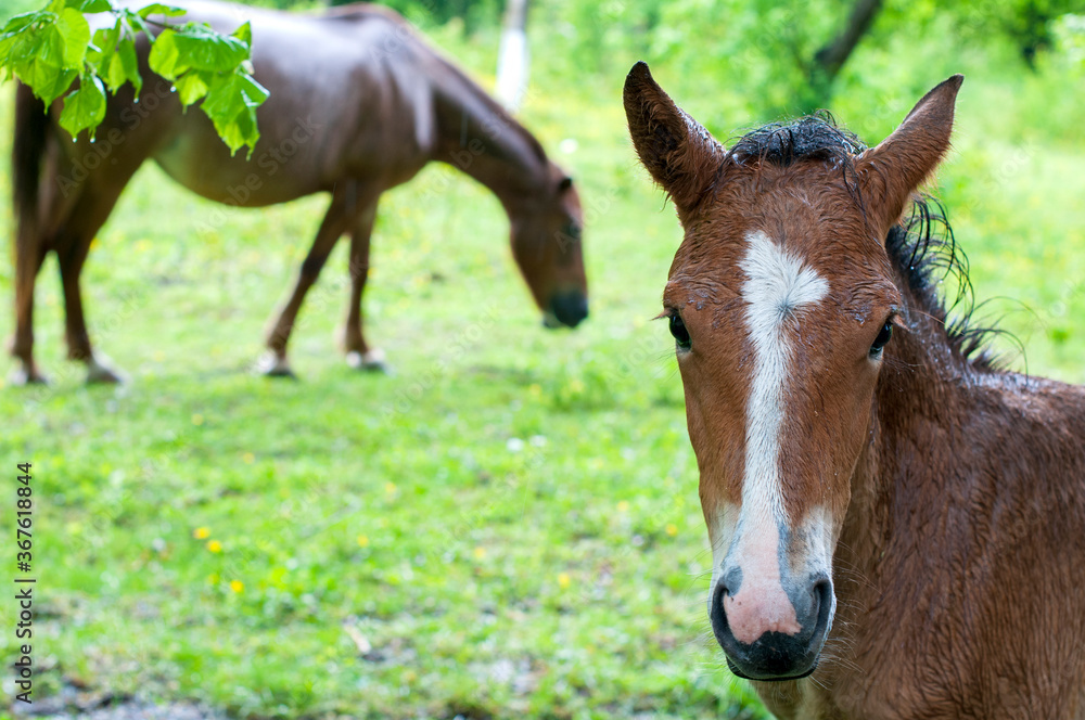 Fototapeta premium wild horse on a large meadow with beautiful scenery of blue sky and quiet at sunrise