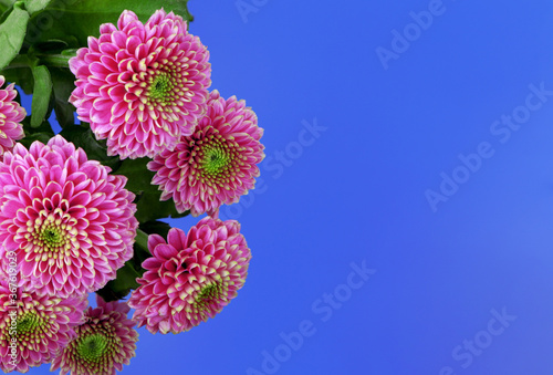 Chrysanthemum isolated on a blue background. Bouquet of Chrysanthemum flowers. House flowers and plant. Bloom flowers. photo