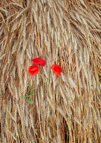 vertical natural background top view of Golden wheat ears and red flowers pop...