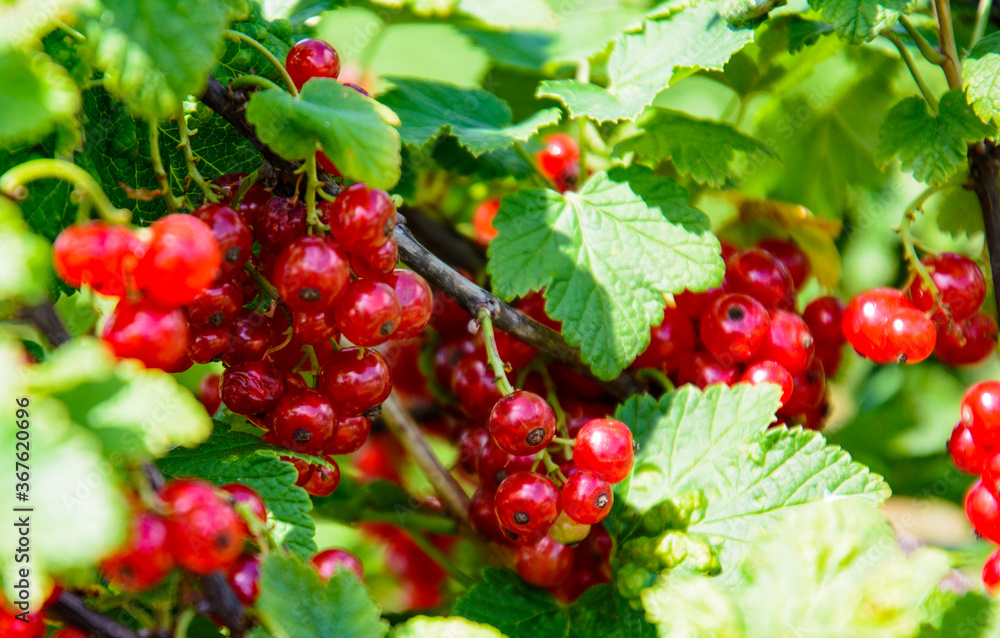 Fresh harvest of tasty and healthy red currant berries. Fresh harvest of tasty and healthy red currant berries.