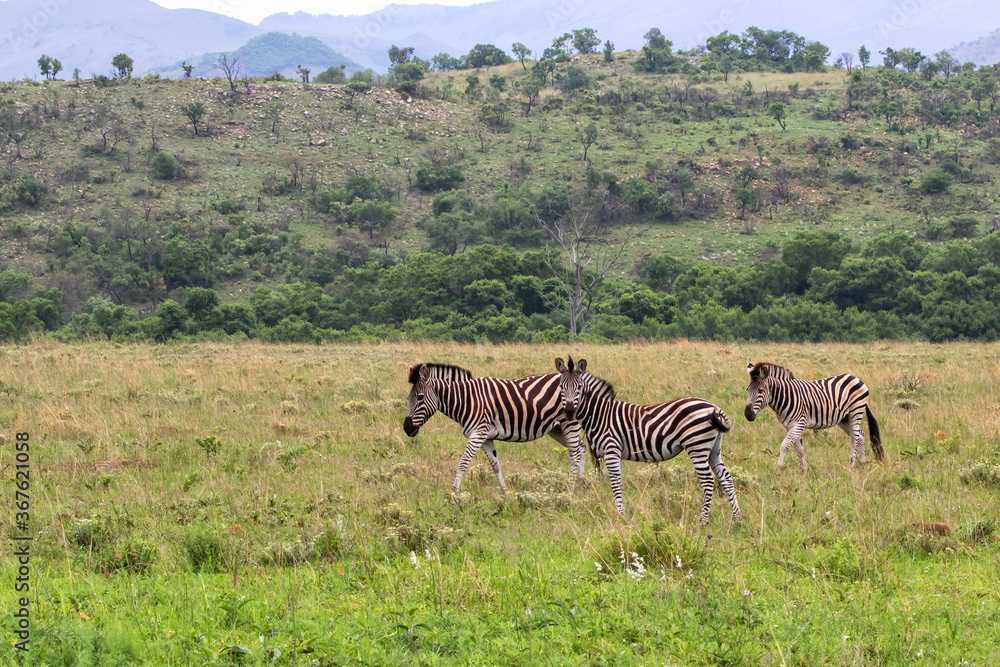 Naklejka premium zebra standing in a Game Reserve in Kwa Zulu Natal in South Africa
