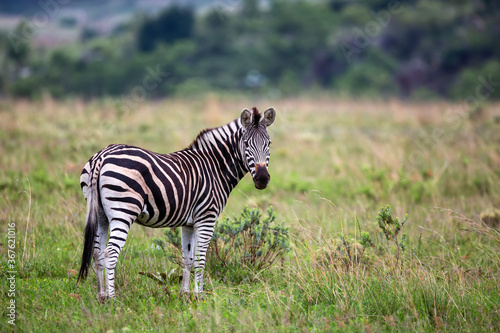 zebra standing in a Game Reserve in Kwa Zulu Natal in South Africa