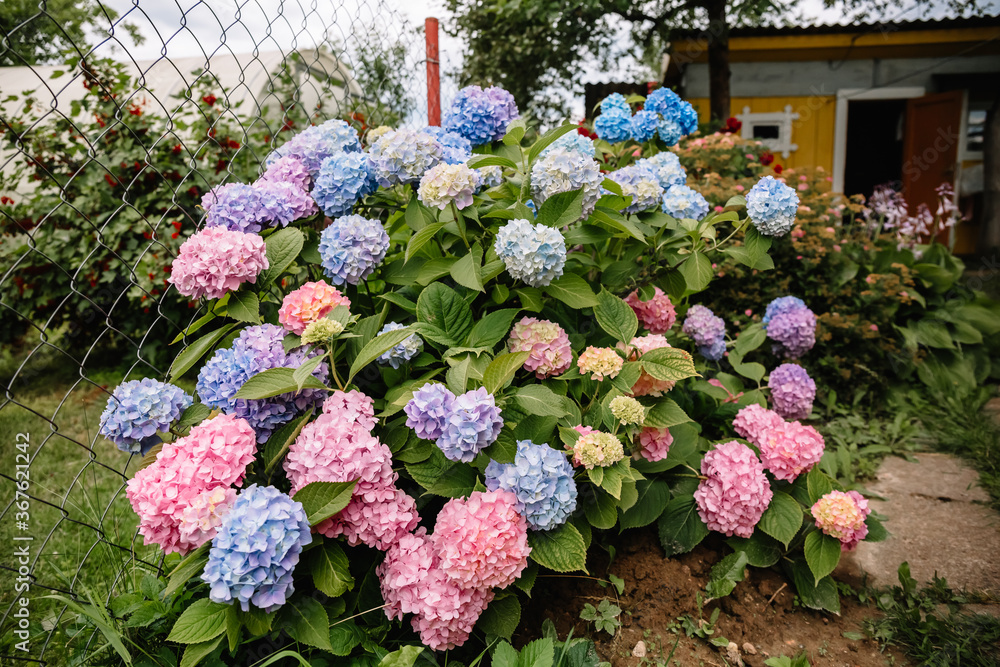 Purple Hydrangea macrophylla flower in a garden. A lush bush adorns the garden with its beautiful flowers bud. Purple Hydrangea macrophylla flower in a garden. A lush bush adorns the garden with its beautiful flowers bud.