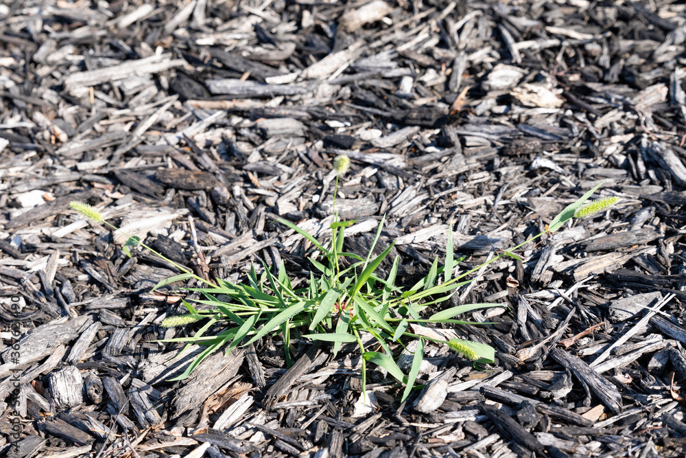 A weed growing in a garden area. Close up of a week in garden. A weed growing in a garden area. Close up of a week in garden.