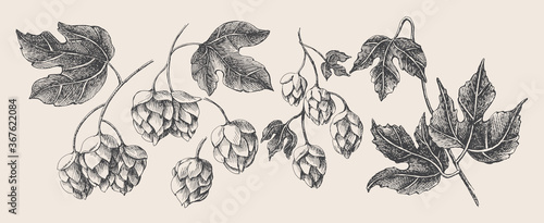 Hand-drawn set of branches, cones, hop leaves on a light isolated background. Botanical vector illustration. Label design element, packaging of organic cosmetics, craft beer in retro style.