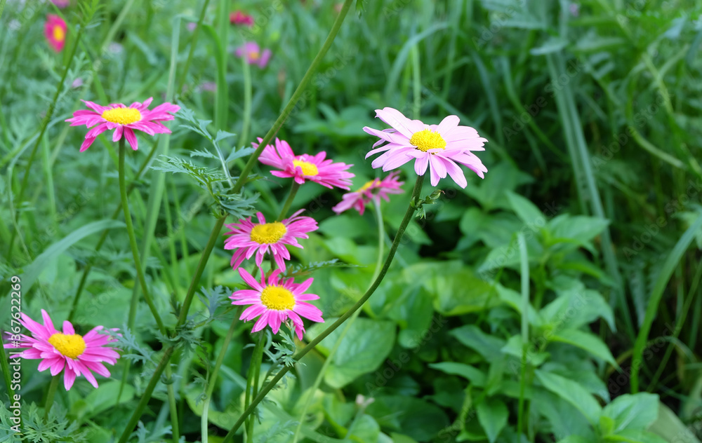 Pale pink and bright pink Pyrethrum flowers in the flowerbed, macro photo, selective focus, blurred background. Pale pink and bright pink Pyrethrum flowers in the flowerbed, macro photo, selective focus, blurred background.