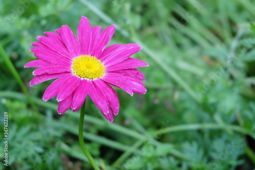 Bright pink Pyrethrum flower in the flowerbed  macro photo  selective focus  blurred background.