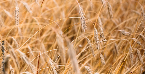 August  harvest time. Ripe ears of wheat are photoshot closeup on a field background. Art close-up. Banner. The main golden food of the humans. Future bread.