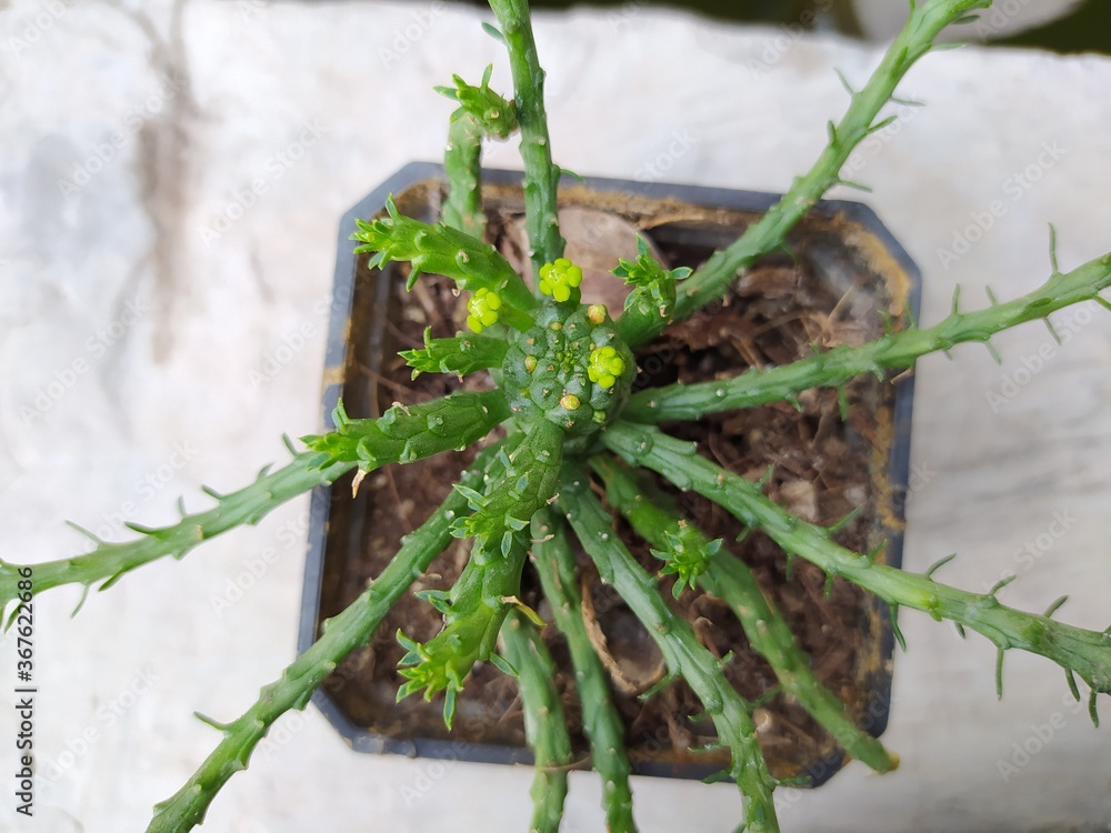 Obraz premium Cactus Raros