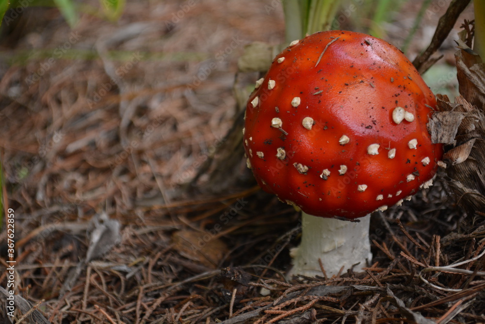 fly agaric mushroom fly agaric mushroom