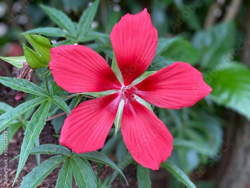 red Texas star hibiscus 