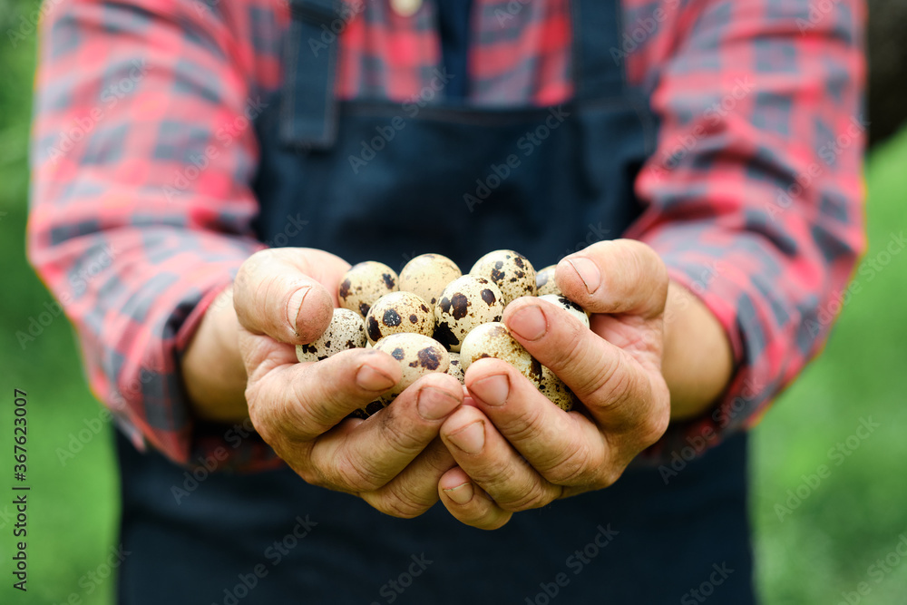 Fresh organic quail eggs in farmers hands Fresh organic quail eggs in farmers hands