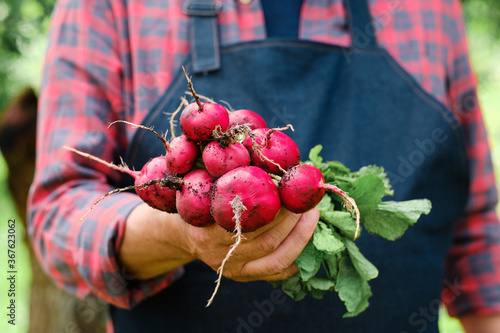 Foto Farmers hands with freshly harvested organic vegetables