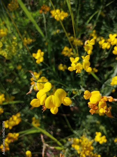 small yellow flowers on the footpath in the middle of summer