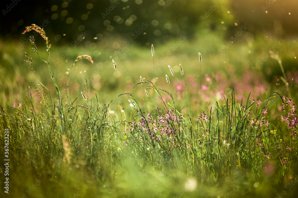 Fototapeta premium Letnia łąka w świetle słońca