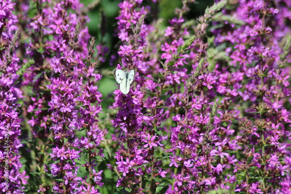 Fototapeta premium Small white butterfly on a purple flower.