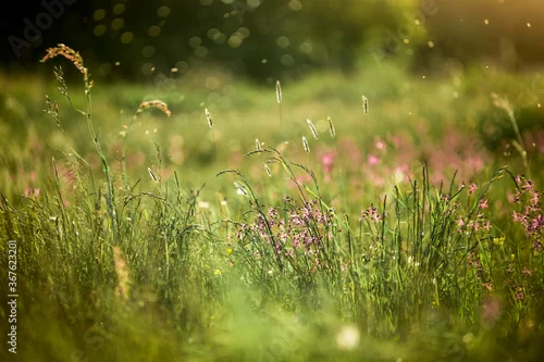 Obraz Letnia łąka w świetle słońca