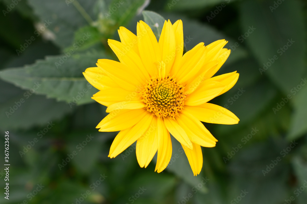 Yellow flower growing in a flower bed Yellow flower growing in a flower bed