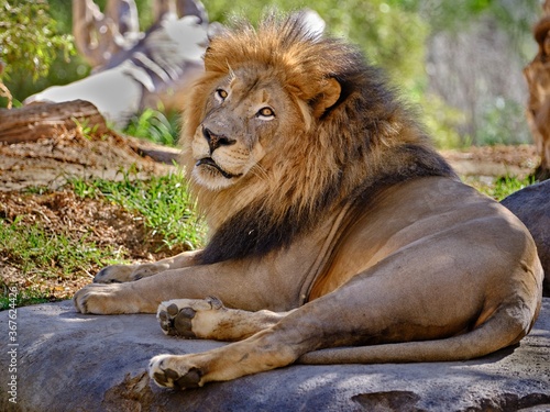 San Diego Zoo Lion