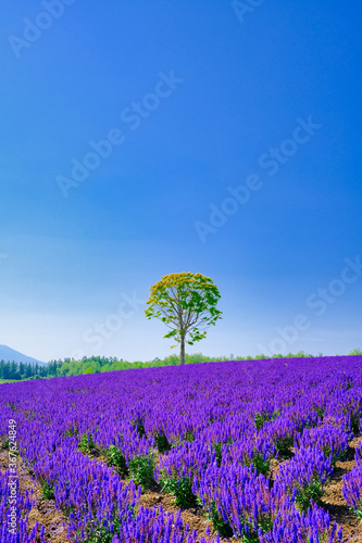 紫の花畑と青空