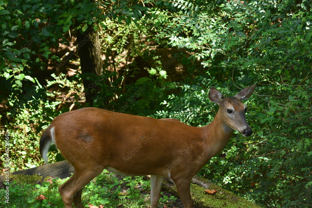 Obraz premium Beautiful doe close-up.