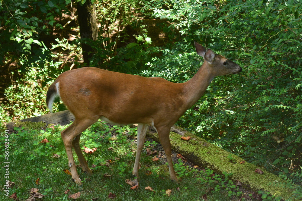 Beautiful doe close-up.