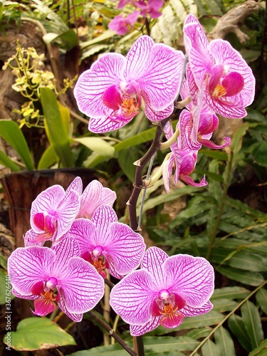 Teneriffa Orchideen Loro Park