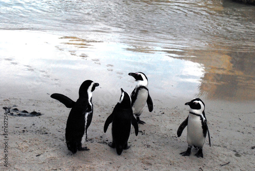 Africa- Cute Penguins in Conversation