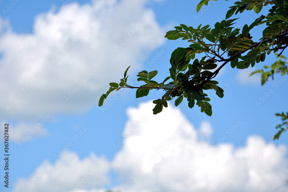 A sprig of mountain ash against a blue sky with white clouds, horizontal photo. A sprig of mountain ash against a blue sky with white clouds, horizontal photo.